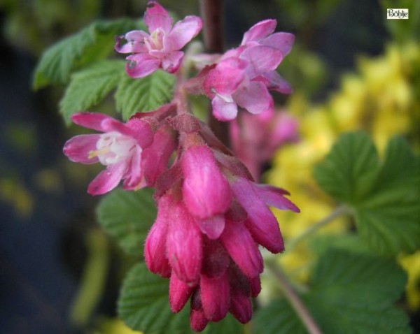 Ribes sanguineum 'King Edward VII' -Blutjohannisbeere-