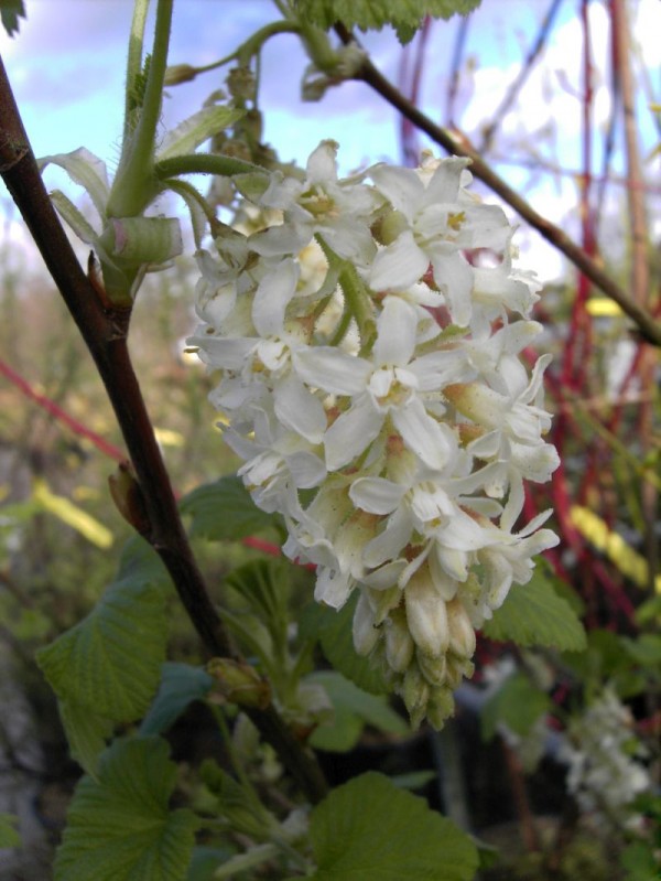 Ribes sanguineum 'White Icicle'