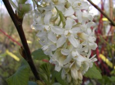 Ribes sanguineum 'White Icicle'