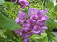 Robinia hispida 'Macrophylla' -borstige Robinie-