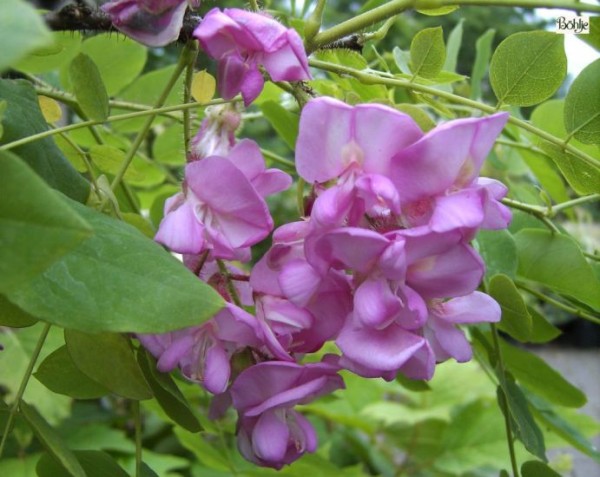 Robinia hispida 'Macrophylla' -borstige Robinie-