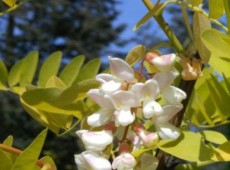 Robinia pseudoacacia 'Frisia' -Goldakazie-