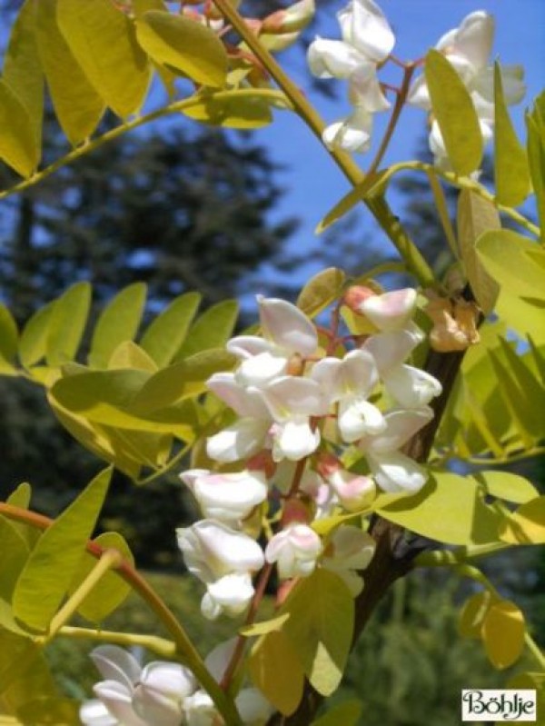 Robinia pseudoacacia 'Frisia' -Goldakazie-