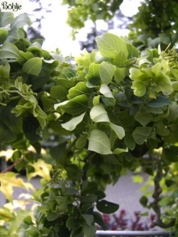 Robinia pseudoacacia 'Twisty Baby' ® -Scheinakazie-