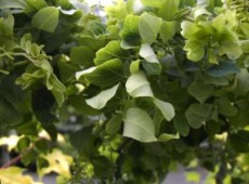 Robinia pseudoacacia 'Twisty Baby' ® -Scheinakazie-