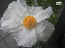 Romneya coulteri -kalifornischer Baummohn-