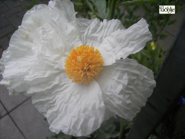 Romneya coulteri -kalifornischer Baummohn-