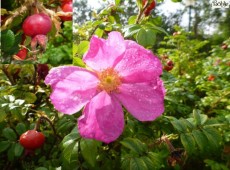 Rosa rugosa -Apfelrose-