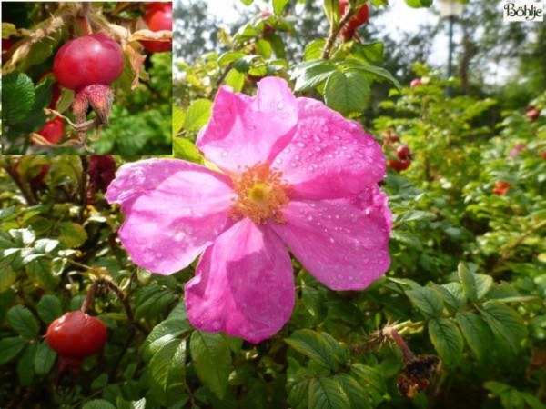 Rosa rugosa -Apfelrose-