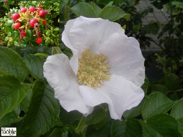 Rosa rugosa 'Alba' - weiße Apfelrose-