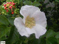 Rosa rugosa 'Alba' - weiße Apfelrose- 