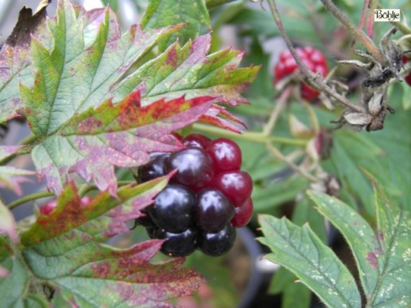 Rubus fruticosa 'Thornless Evergreen' -Brombeere-