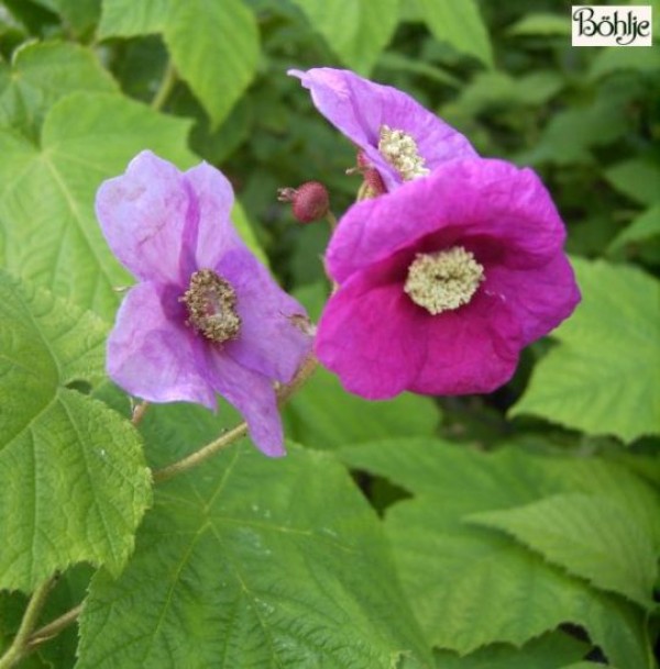 Rubus odoratus -Zimthimbeere-