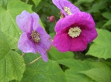 Rubus odoratus -Zimthimbeere-