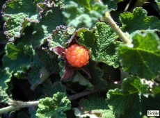 Rubus pentalobus 'Emerald Carpet' (calycinoides) -Kriechhimbeere-