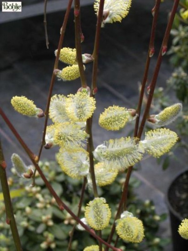 Salix caprea 'Pendula' -Hängekätzchenweide-