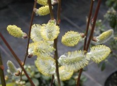 Salix caprea 'Pendula' -Hängekätzchenweide-