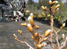 Salix helvetica -schweizer Weide-