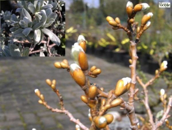 Salix helvetica -schweizer Weide-
