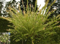 Salix intrega 'Hakuro Nishiki' -buntblättrige Weide-