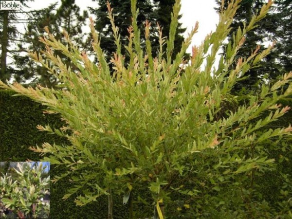 Salix intrega 'Hakuro Nishiki' -buntblättrige Weide-