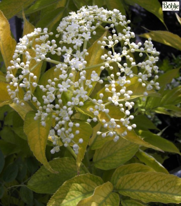 Sambucus canadensis 'Aurea' -Goldholunder-