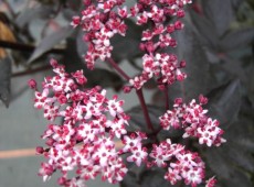 Sambucus nigra 'Black Beauty' ® -rotlaubige Fliederbeere-