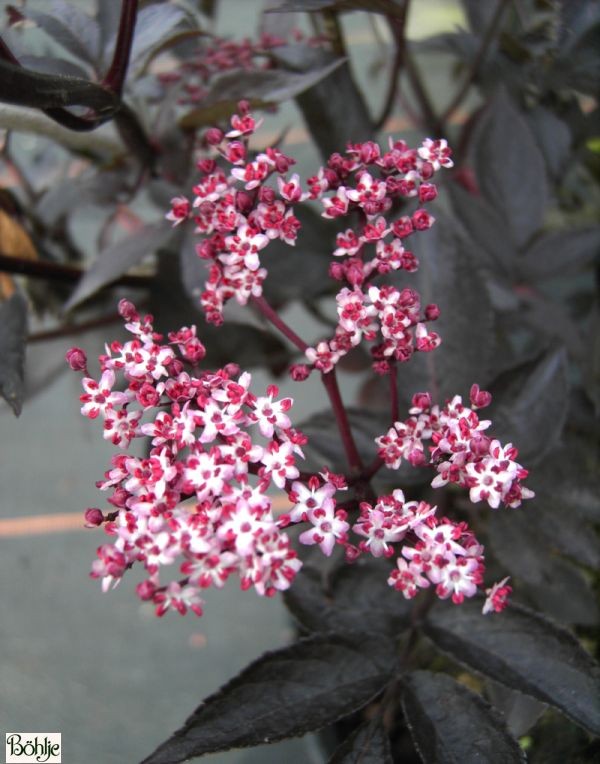 Sambucus nigra 'Black Beauty' ® -rotlaubige Fliederbeere-