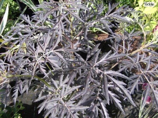 Sambucus nigra 'Black Lace' ® -rotlaubiger Holunder-