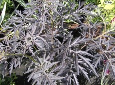 Sambucus nigra 'Black Lace' ® -rotlaubiger Holunder-