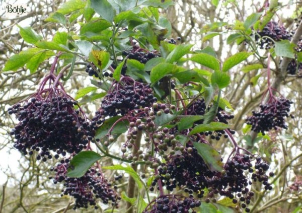 Sambucus nigra -schwarzer Holunder-