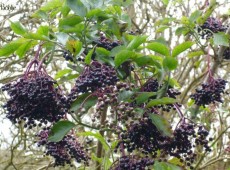 Sambucus nigra -schwarzer Holunder-