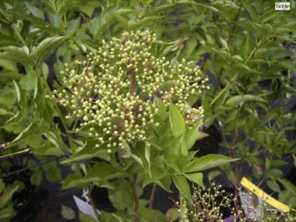 Sambucus nigra 'Haschberg' -Holunder Fruchtsorte-