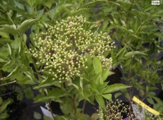 Sambucus nigra 'Haschberg' -Holunder Fruchtsorte-