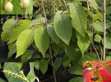 Sapium japonicum -Talgbaum-