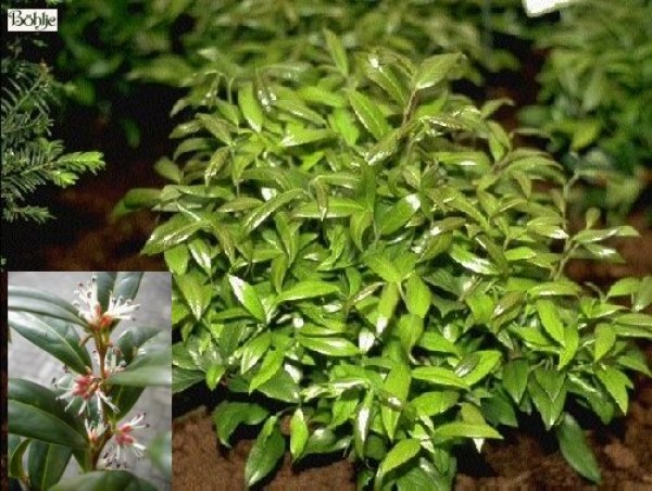 Sarcococca humilis -Schleimbeere-