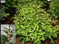 Sarcococca humilis -Schleimbeere-