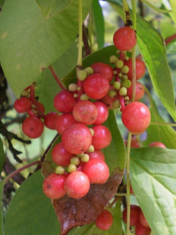 Schisandra chinensis 