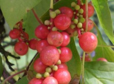 Schisandra chinensis 