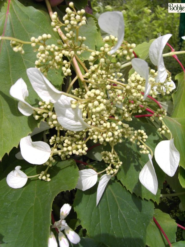 Schizophragma hydrangeoides -Spalthortensie-