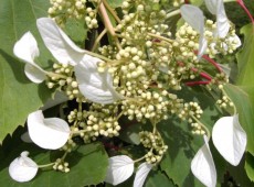 Schizophragma hydrangeoides -Spalthortensie-