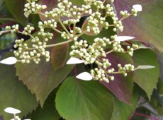 Schizophragma hydrangeoides -Spalthortensie-