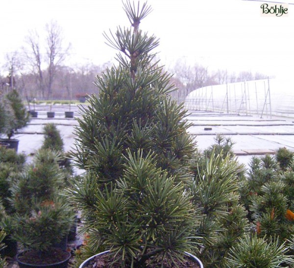 Sciadopitys verticillata -Schirmtanne-