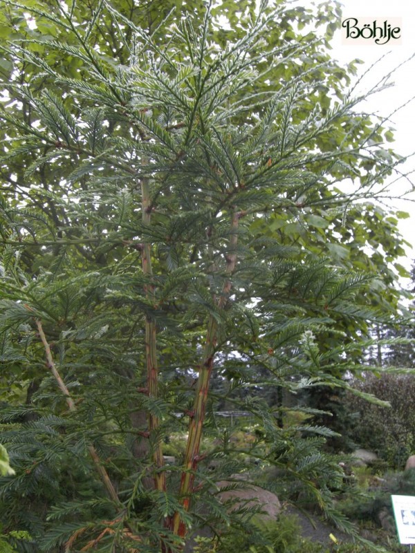 Sequoia sempervirens -Küsten-Mammutbaum / Redwood-