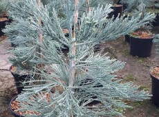 Sequoiadendron giganteum 'Glaucum' -blauer kalifornischer Mammutbaum-