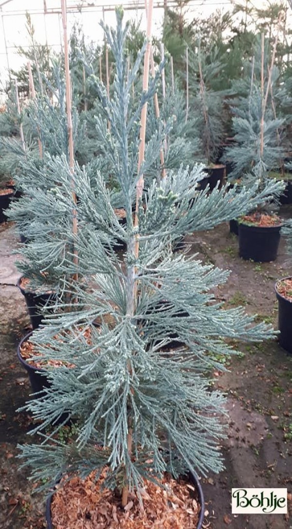 Sequoiadendron giganteum 'Glaucum' -blauer kalifornischer Mammutbaum-