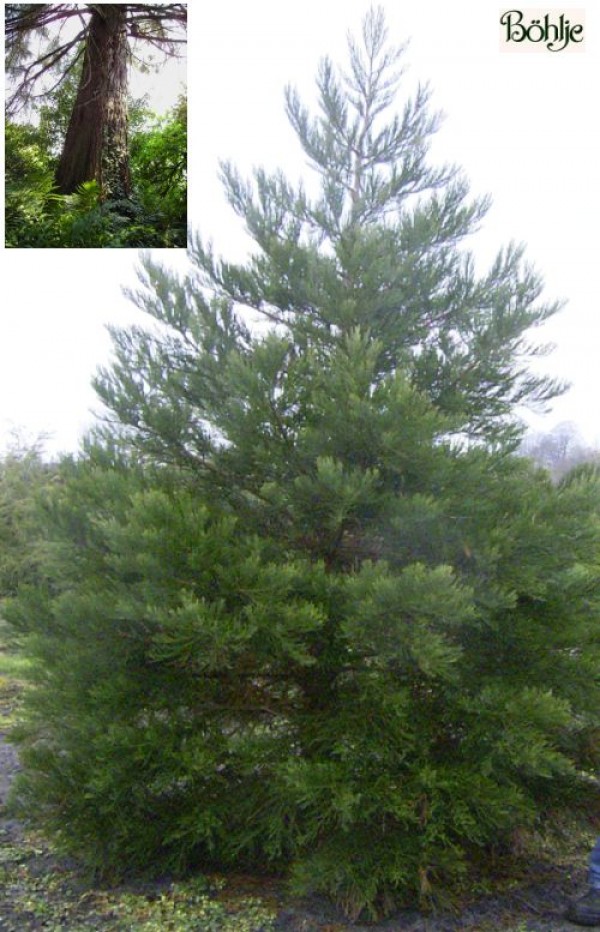 Sequoiadendron giganteum -Mammutbaum-