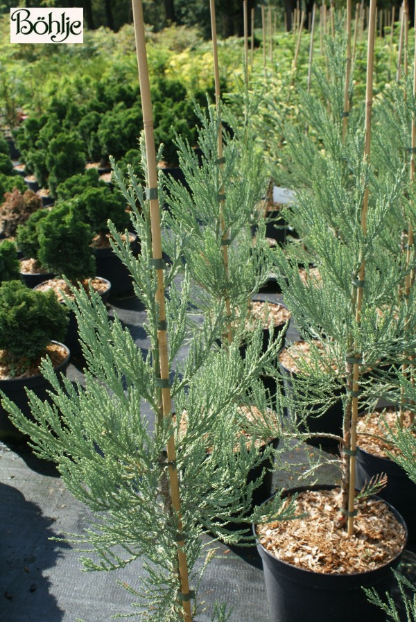 Sequoiadendron giganteum 'Hazel Smith'