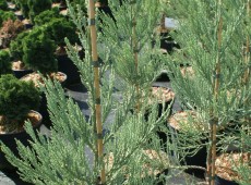 Sequoiadendron giganteum 'Hazel Smith'