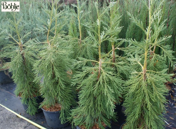 Sequoiadendron giganteum 'Pendulum' -überhängender Mammutbaum-